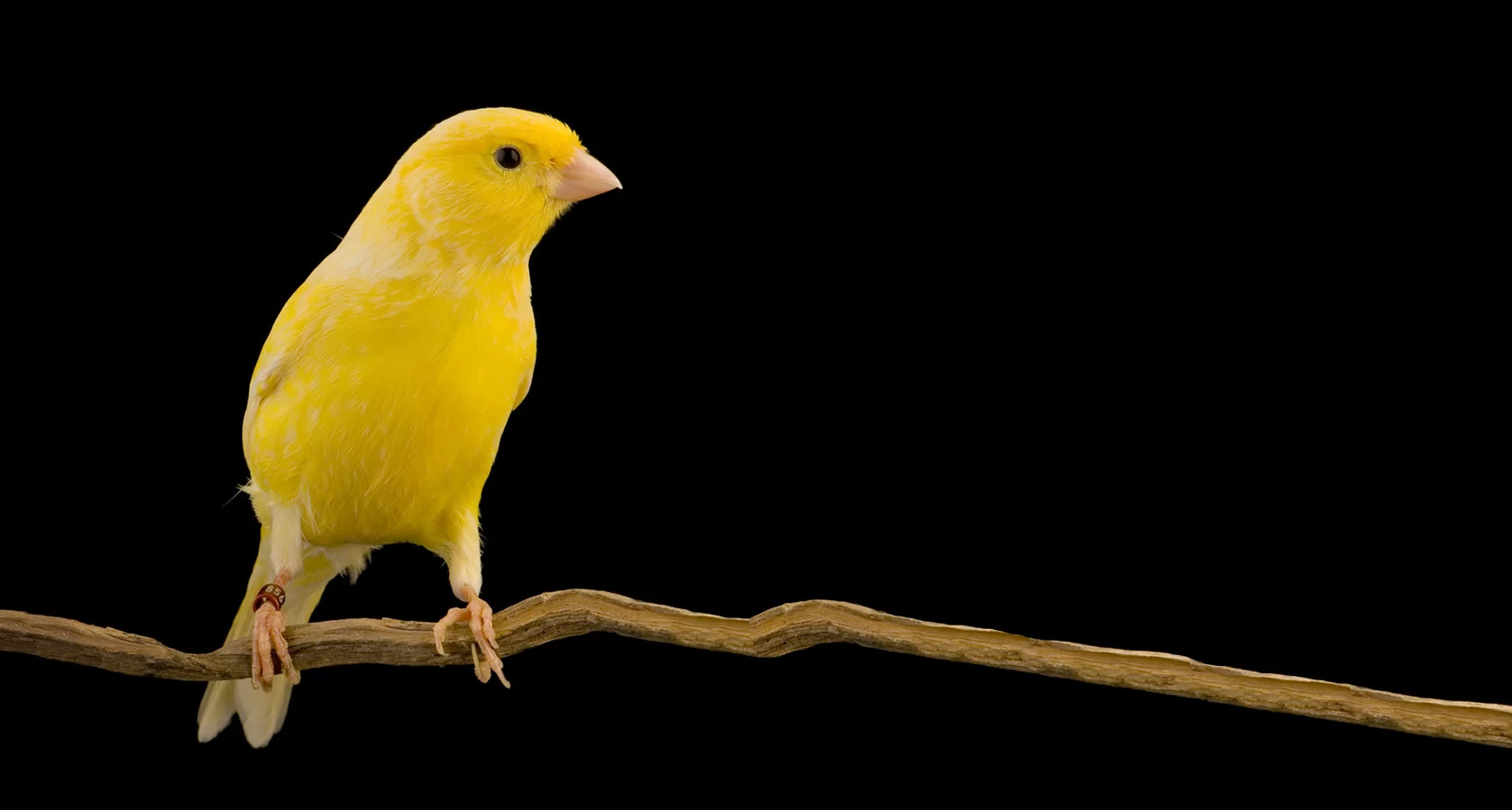 canary tokens